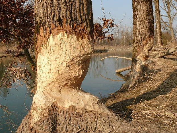 Von Bibern angenagte Bäume im Uferbereich.