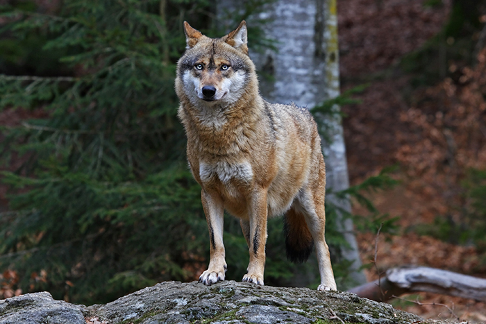 Europäischer Wolf (Canis lupus). [Foto: Marcus Bosch]