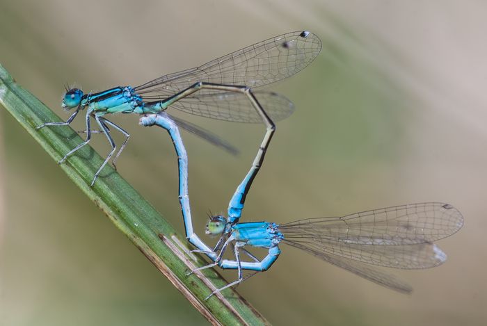 Die Kleine_Pechlibelle (Ischnura pumilio) bei der Paarung. [Foto: MichaelPost/GdO]