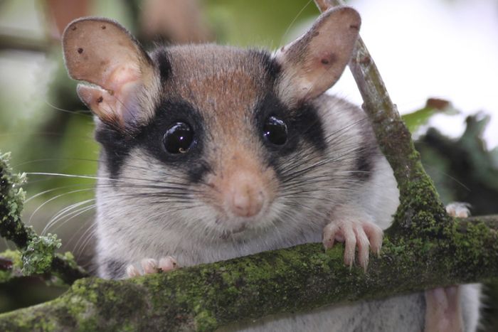 Gartenschläfer: Kleiner Bilch mit Zorro-Maske. [Foto: Sven Büchner]