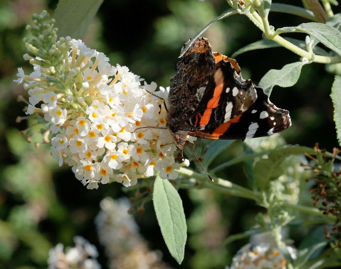 Admiral - Insektenschutz