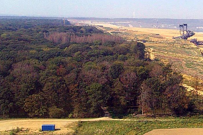 Rodungsstopp im Hambacher Wald