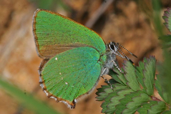 Auch der Schmetterling des Jahres 2020, der Grüne Zipfelfalter, ist gefährdet. [Foto: W. Schön]