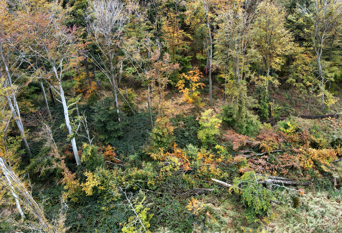 Umgestürzte Bäume, starke Trockenheitsschäden:Durch die Tagebau-Thermik wird der Hambacher Wald stark geschädigt. [Foto: Dirk Jansen]
