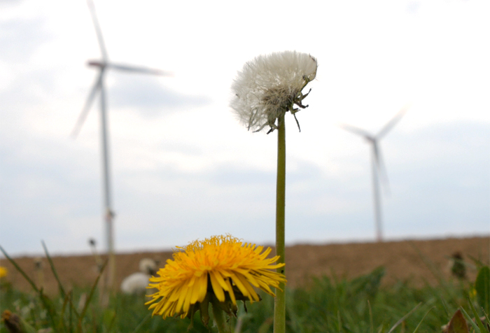Nicht der Naturschutz, sondern die Landesregierung bremst die Windenergie aus. [Foto: Dario Deilmann]
