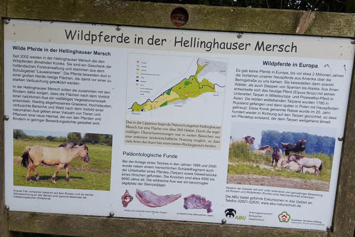 Info-Tafel zu den Wildpferden in der Hellinghauser Mersch