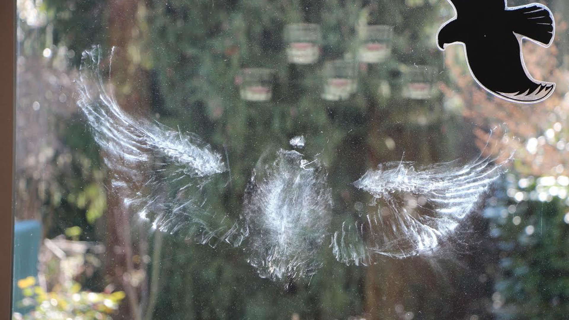 Vogelschlag an Glas neben einer Vogelsilhouette.