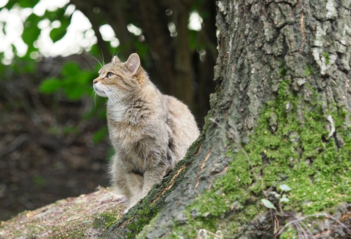 Felis silvestris - Die Europäische Wildkatze.[Foto: Stefan Eschweiler]
