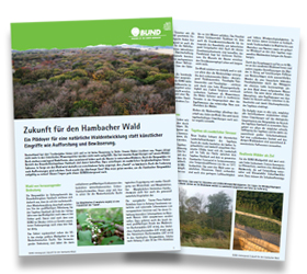 BUNDhintergrund: Eine Zukunft für den Hambacher Wald.