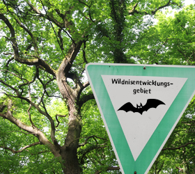 Der Hambacher Wald soll Wildnisentwicklungsgebiet werden.  [Foto/M.: Dirk Jansen]