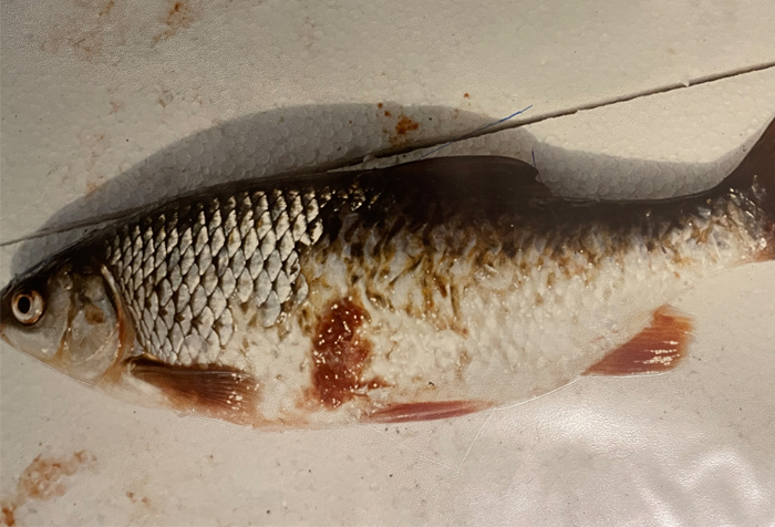 Rotauge mit Hautverletzungen: Salzwasser stresst die Fische, greift das Schuppenkleid der Fische an und löst eine Vielzahl typischer Fischkrankheiten aus. [Foto: Fischereigenossenschaft Münden]