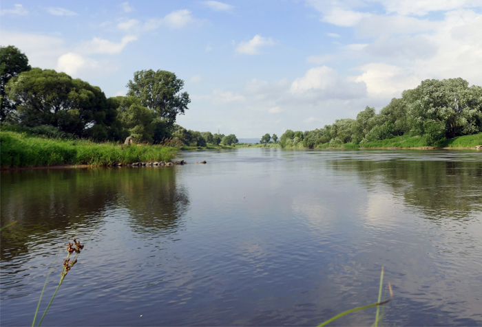 Droht auch in der Weser ein Fischsterben?